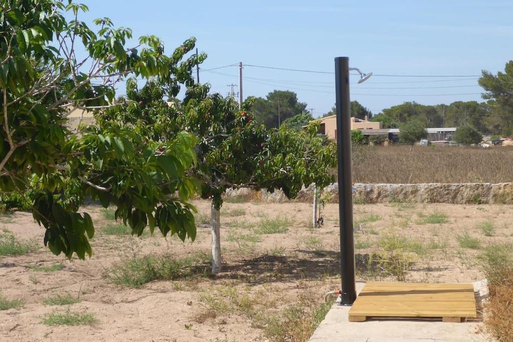 Photo of Outdoor in Formentera