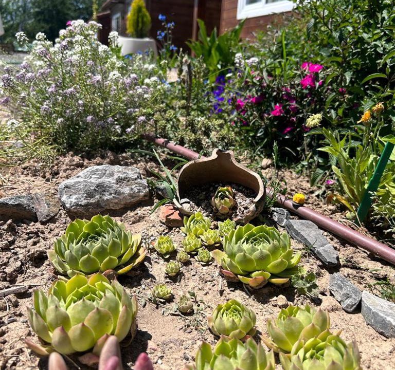Photo of Outdoor in Cimanes del Tejar