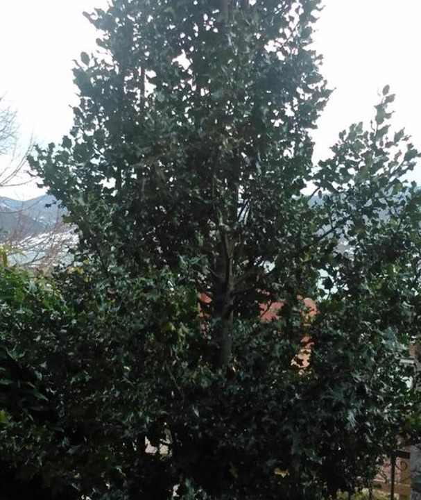 Photo of Others in Riano
