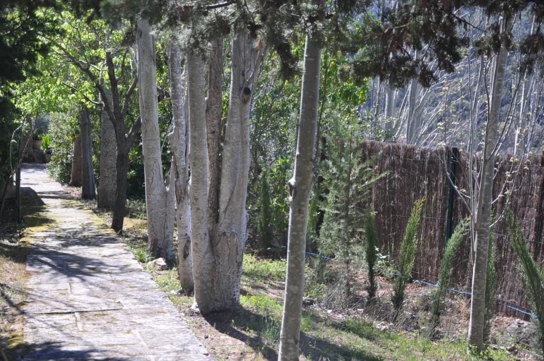 Photo of Others in Valldemossa