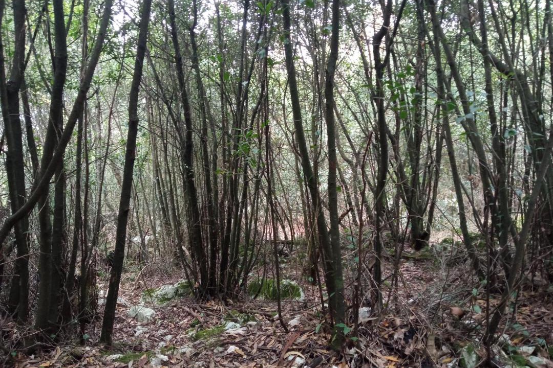 Photo of Outdoor in Ruiloba
