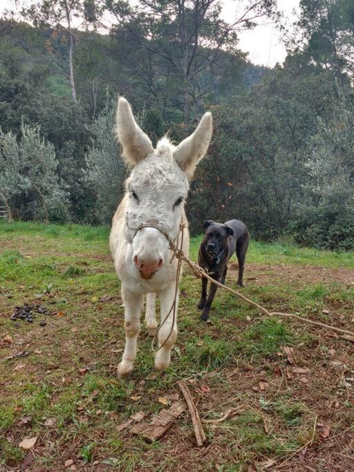 Photo of Others in La Garriga