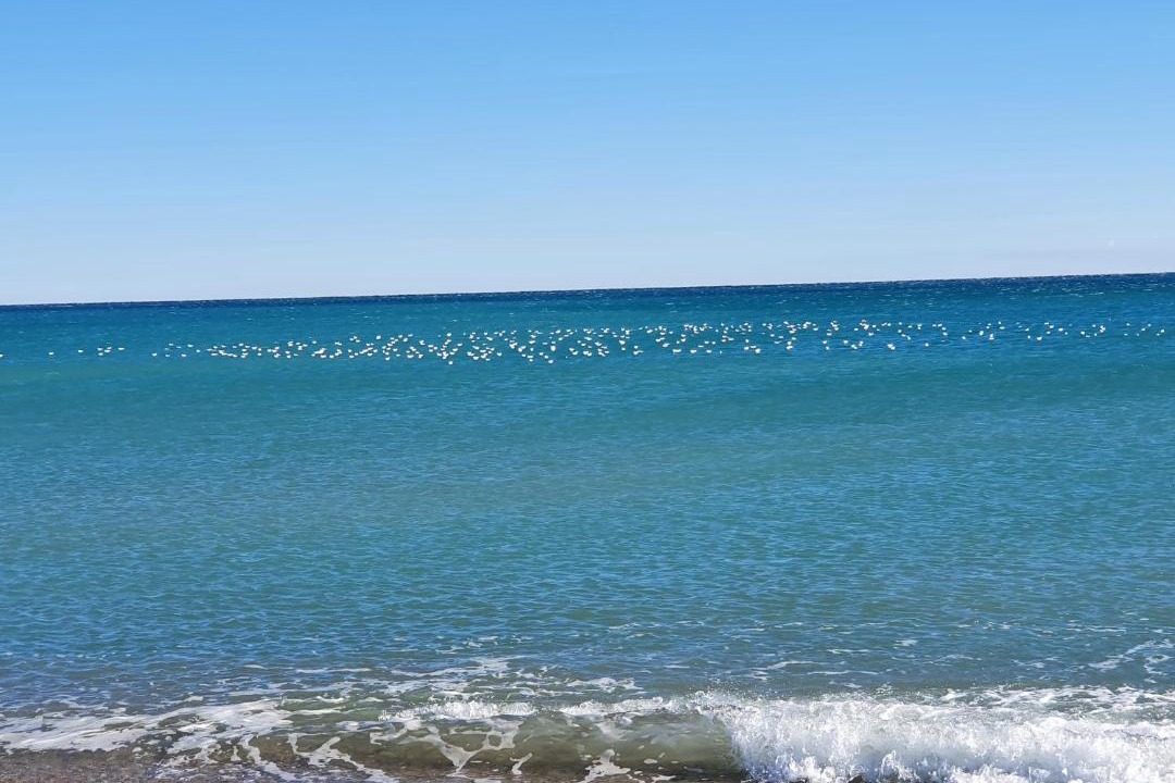 Photo of Outdoor in Vera Beach