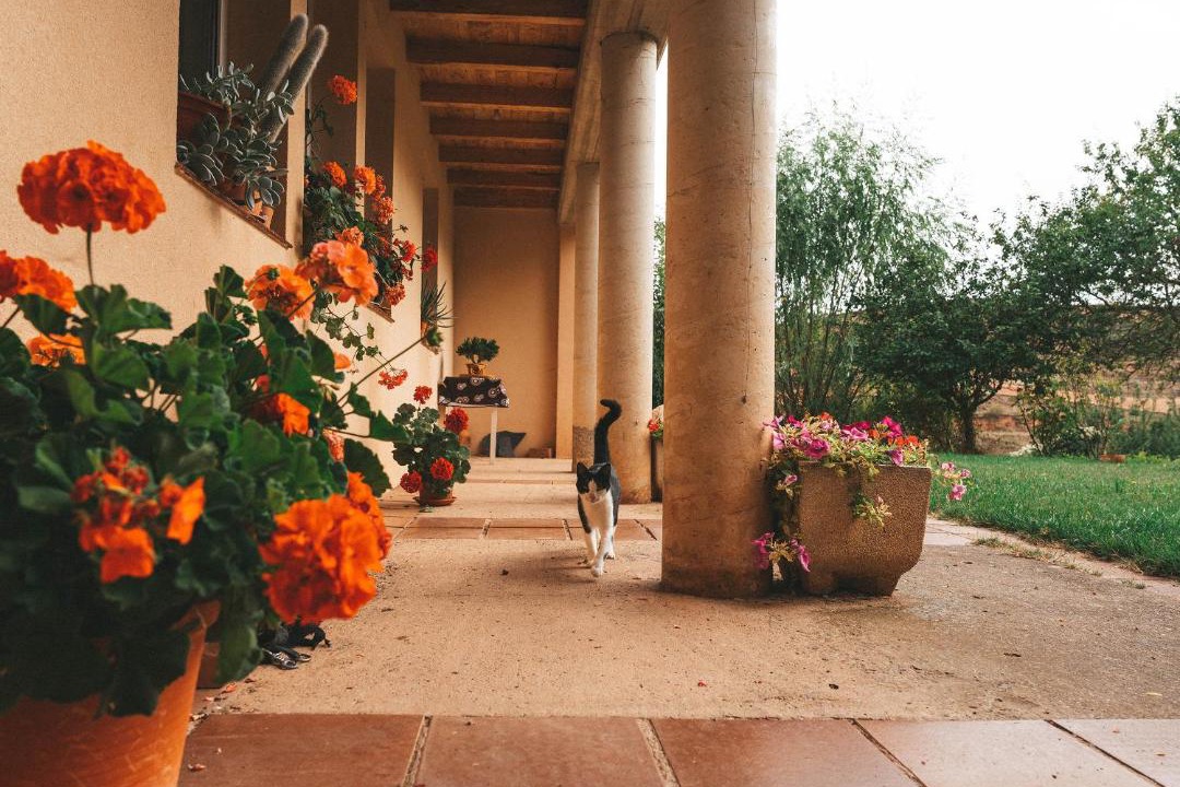 Photo of Patio Balcony in Estollo