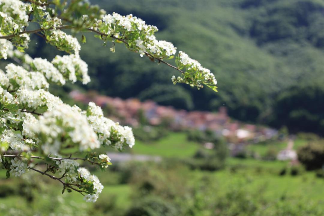 Photo of Others in Castroviejo