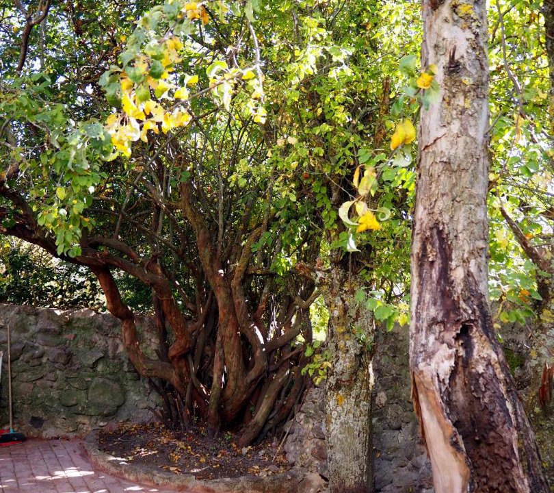 Photo of Others in Pinilla del Valle