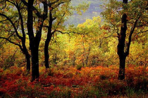 Photo of Outdoor in Valverde de la Vera