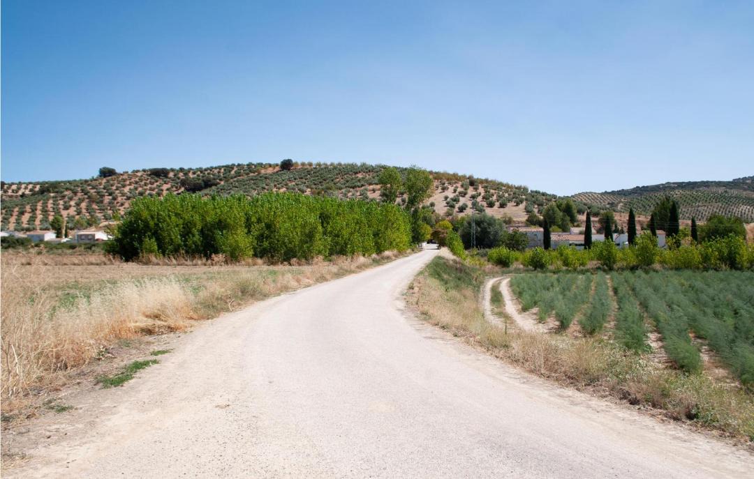 Photo of Others in Domingo Perez de Granada