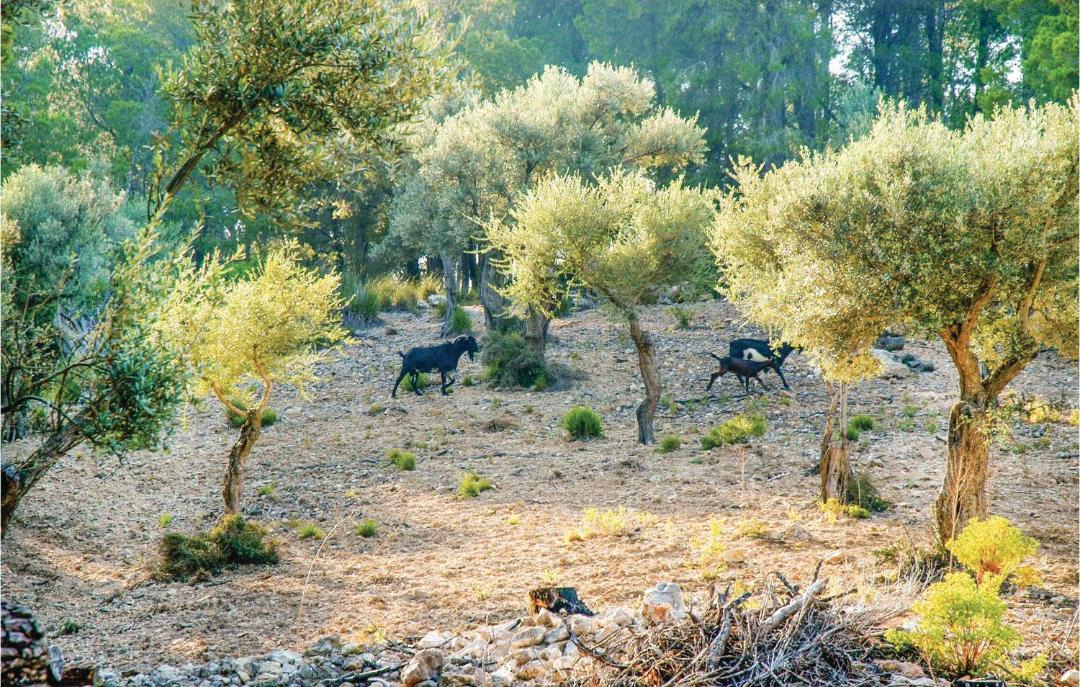Photo of Others in Estellencs
