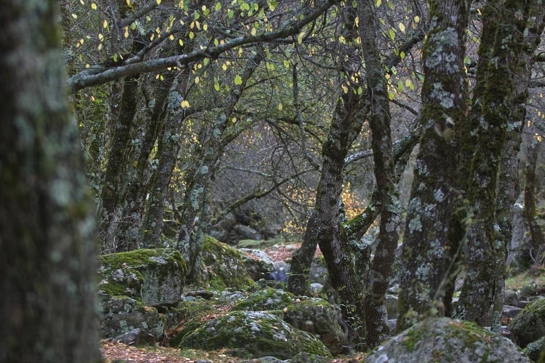 Photo of Others in Cuacos de Yuste