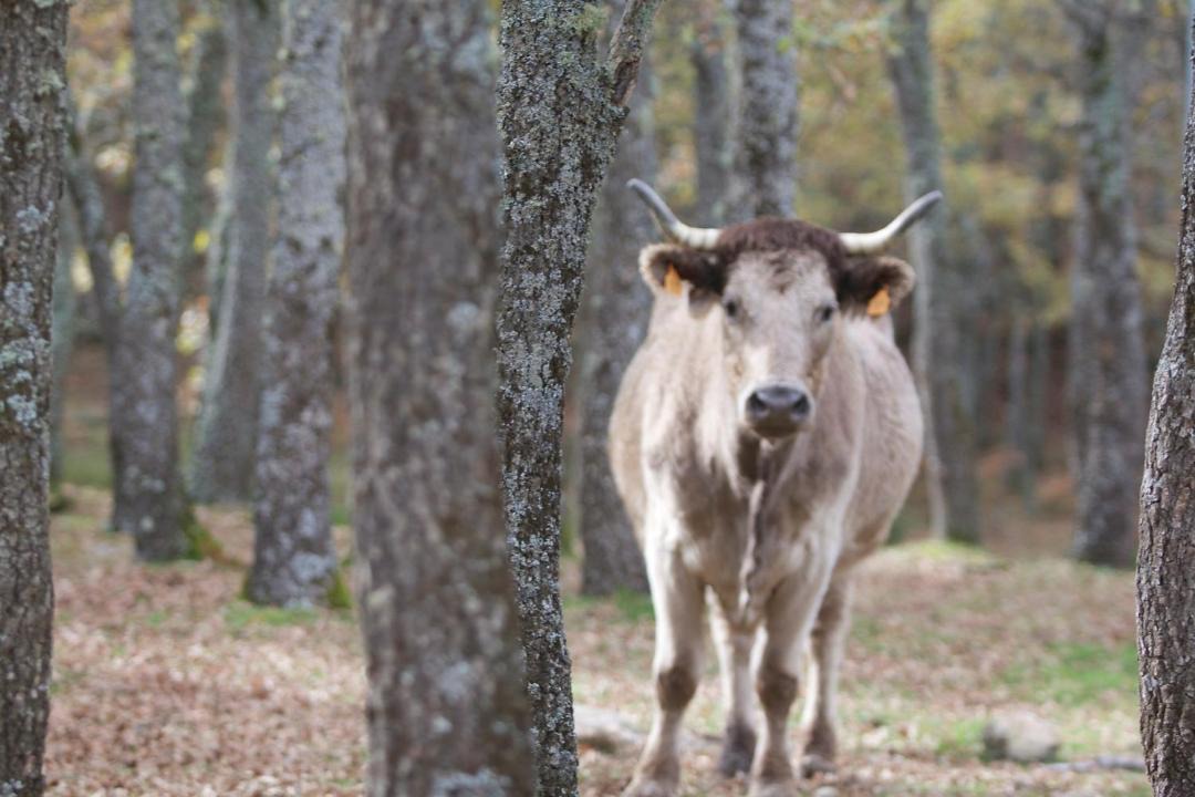 Photo of Others in Cuacos de Yuste