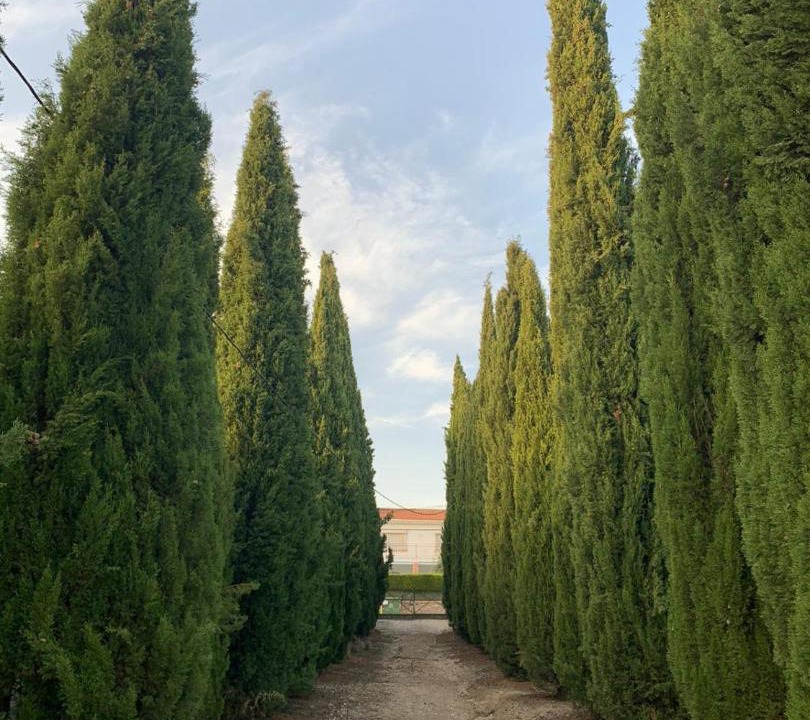Photo of Others in Baeza