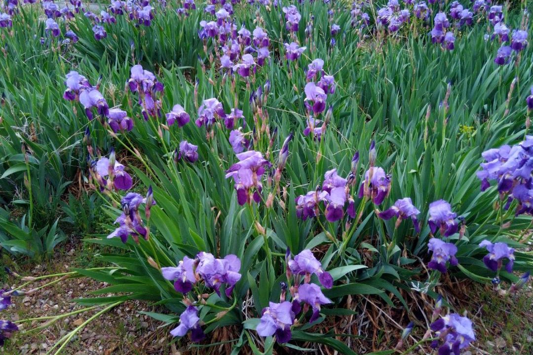 Photo of Outdoor in Embid de la Ribera