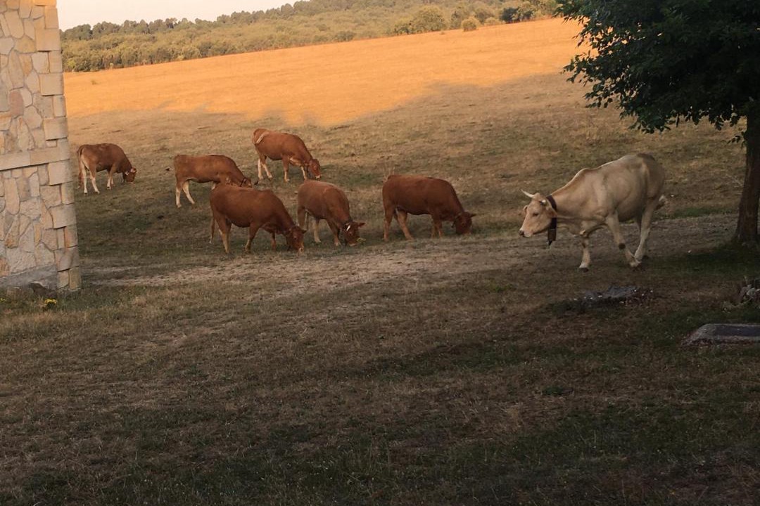 Photo of Others in Hontoria del Pinar