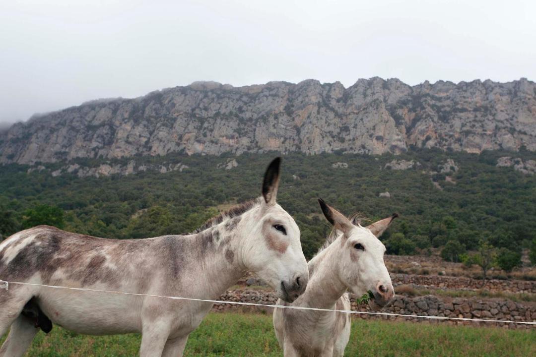 Photo of Others in Coll de Nargo