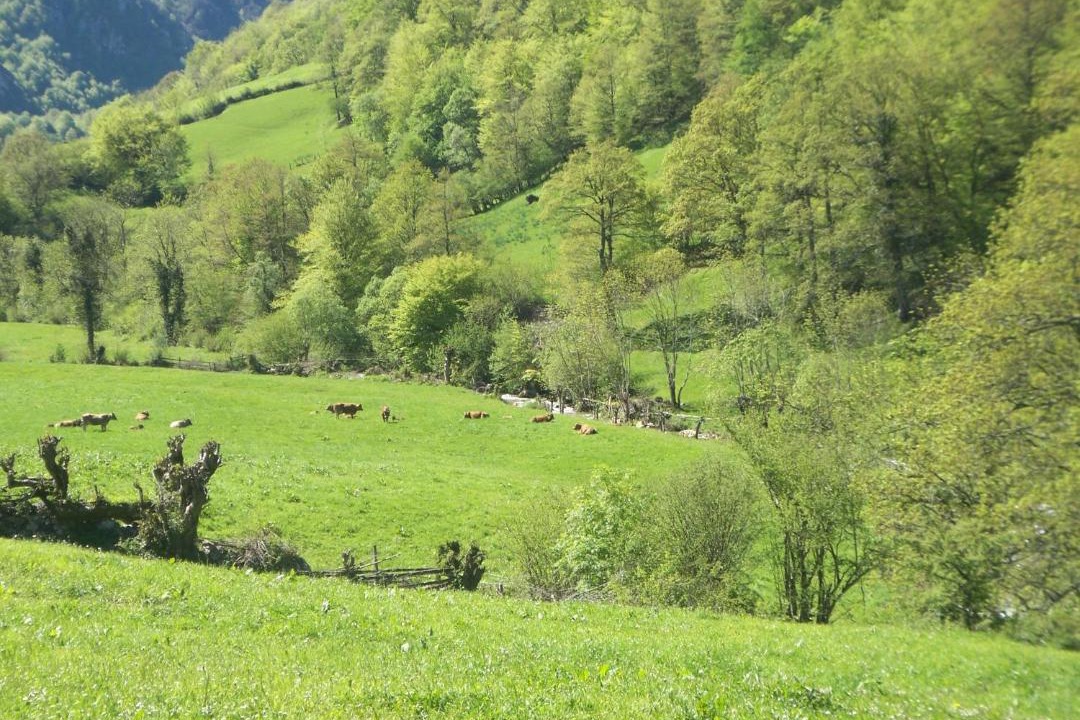 Photo of Outdoor in Ponga