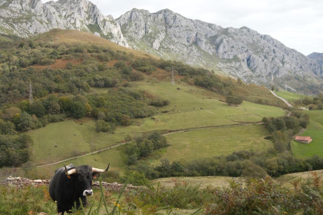 Photo of Others in Penarrubia