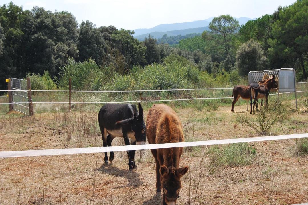 Photo of Others in Maia de Montcal