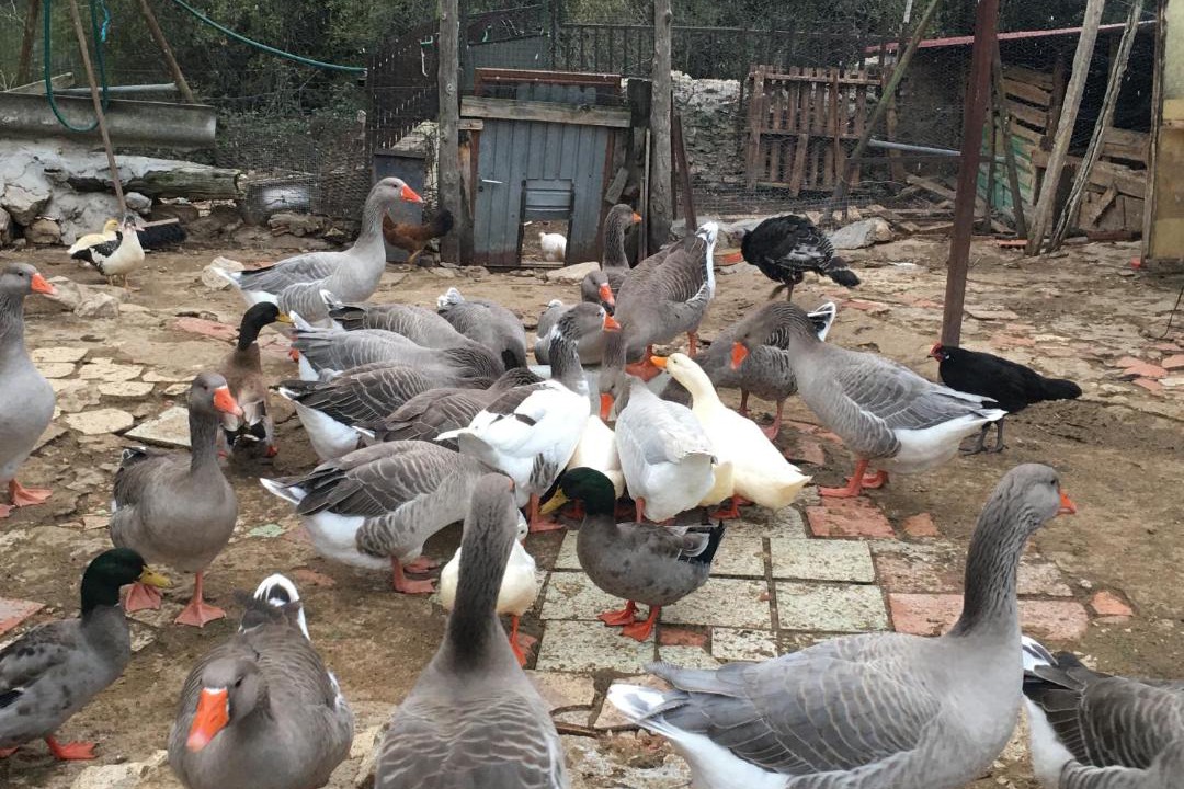 Photo of Others in Burgomillodo