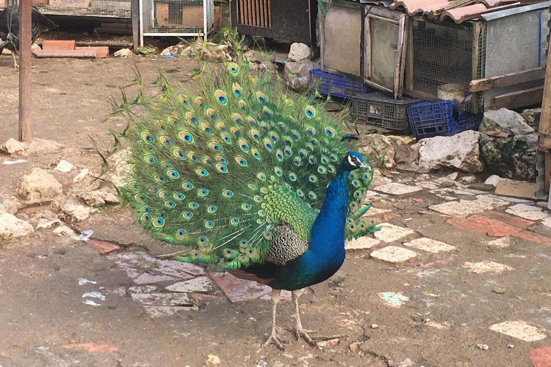 Photo of Others in Burgomillodo