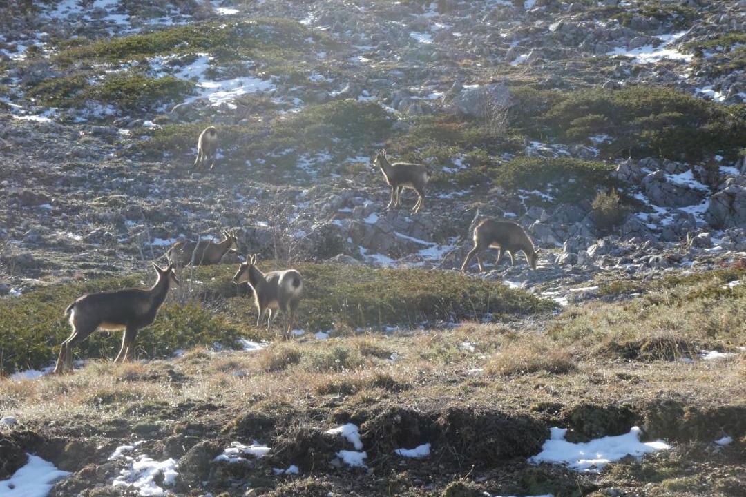 Photo of Others in Acebedo