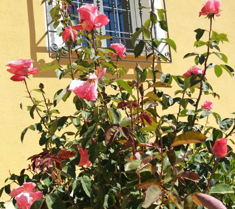 Photo of Others in Anguix