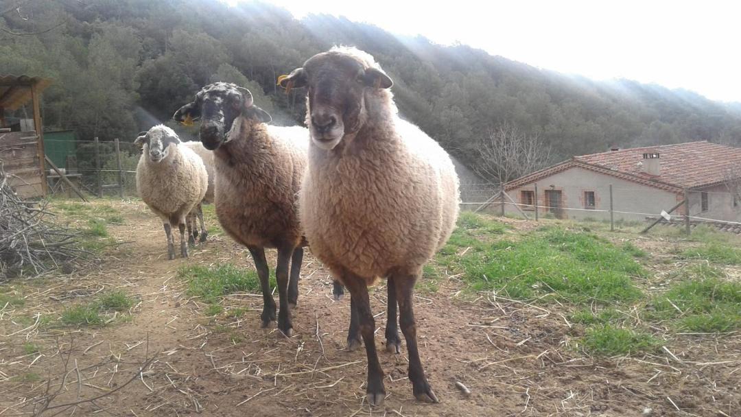 Photo of Others in Sant Pere de Vilamajor