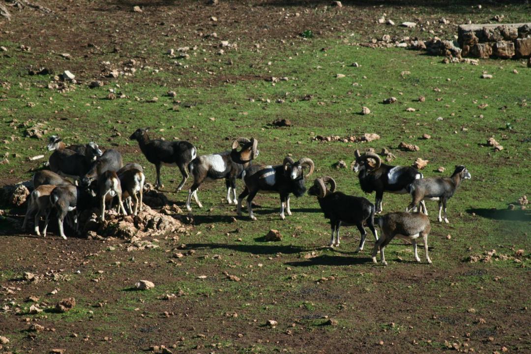 Photo of Others in Coto Rios