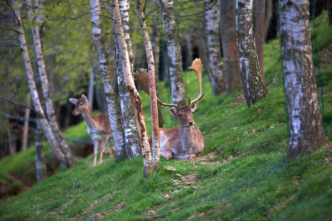 Photo of Others in Espinavell