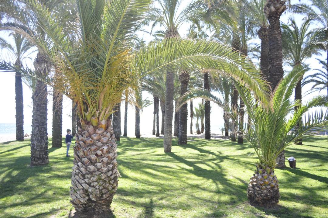 Photo of Others in Carihuela