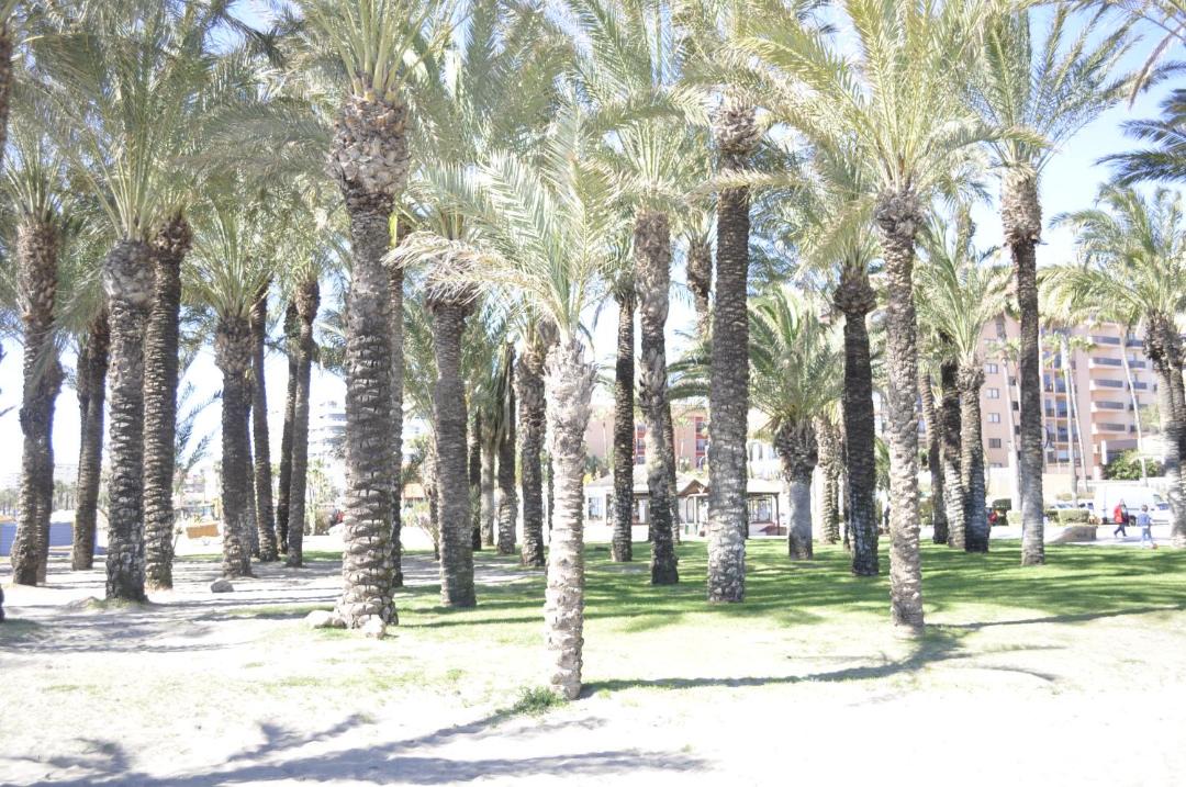 Photo of Others in Carihuela