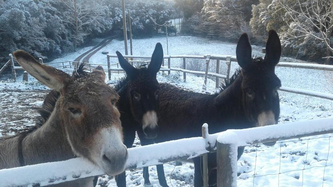 Photo of Others in Sant Pere de Vilamajor