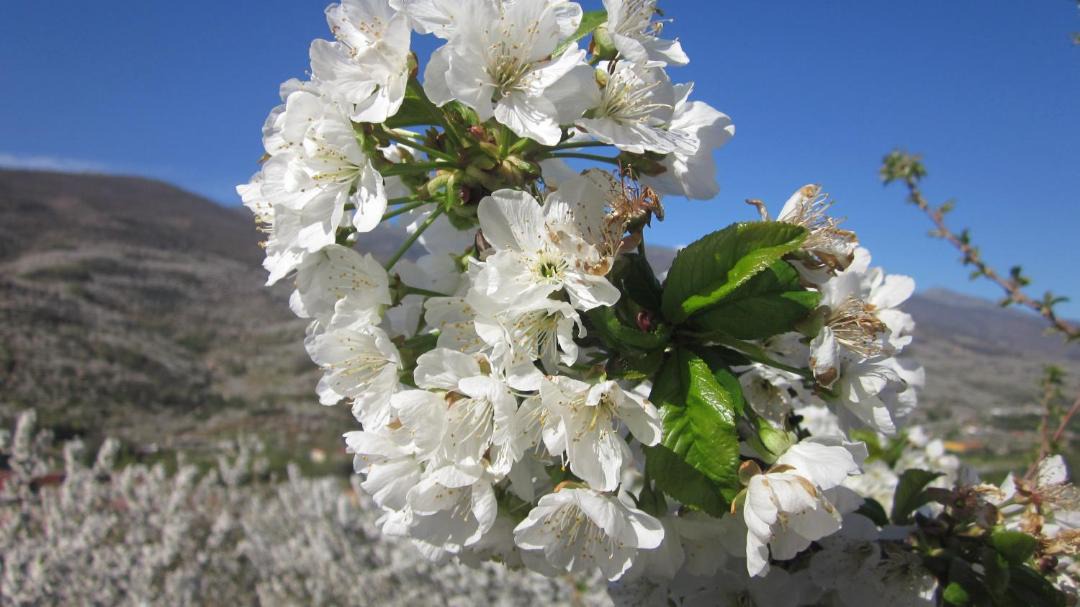 Photo of Others in Cabezuela del Valle