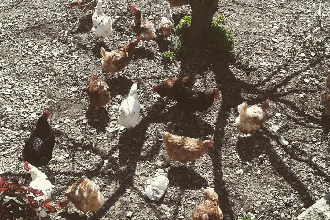 Photo of Others in San Martin de la Virgen de Moncayo