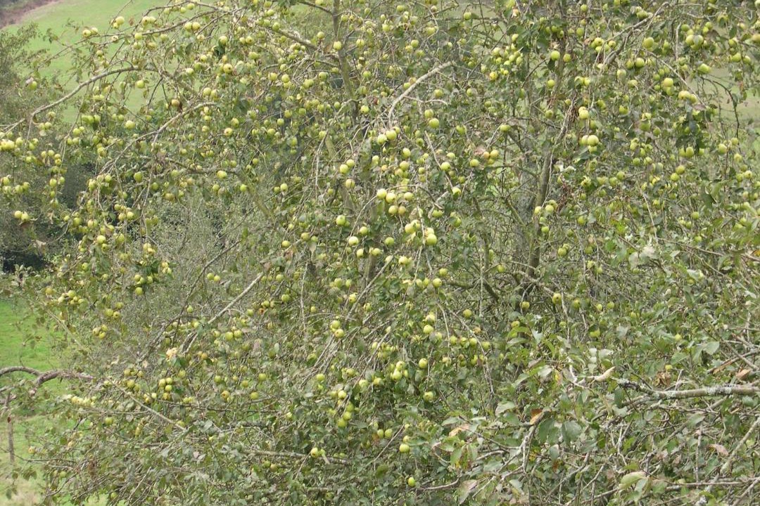 Photo of Outdoor in Vallobal
